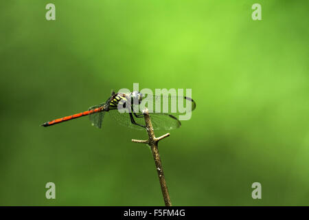 Feu arrière rouge libellule macro d'un bâton suspendu au point sélective ; les yeux à l'arrière-plan flou Banque D'Images