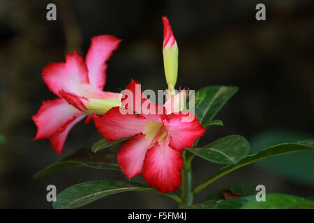 Fleur du désert rouge, adenium Banque D'Images