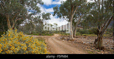Vue panoramique du paysage de l'outback pierreux en voies étroites et sinueuses gommiers passé fleurs d'or, Senna, dans la région de Flinders en Australie Méridionale Banque D'Images