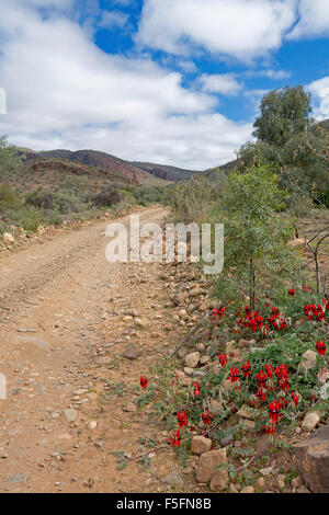 La voie de l'outback étroit avec des fleurs rouge vif du Sturt desert pea, Swainsona formosa croissant dans le paysage pierreux de Flinders en Australie du Sud Banque D'Images