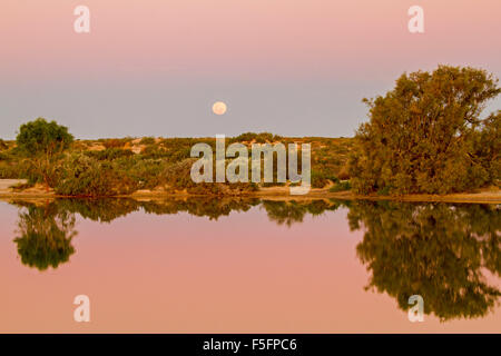 La pleine lune dans le ciel rose et mauve au coucher du soleil sur l'eau de rose calme piscine à Montecollina alésage artésiennes dans l'arrière-pays australien Banque D'Images