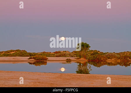 La pleine lune dans le ciel rose et mauve au coucher du soleil reflétée dans l'eau calme de la piscine à Montecollina alésage artésienne, outback Australie Banque D'Images