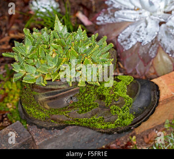 Faucaria tigrina, 'Tiger's Jaw", vert succulent plant growing dans des conteneurs - Botte en cuir ancien recyclé recouvert de mousse émeraude Banque D'Images