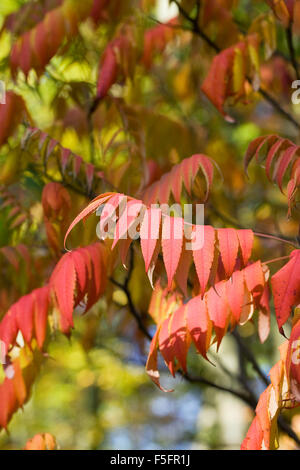 Rhus succedanea feuilles à l'automne. Banque D'Images