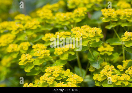Euphorbia fleurs dans une prairie de fleurs. Banque D'Images