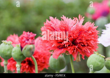 Papaver somniferum. Pavot Rouge dans un jardin anglais. Banque D'Images