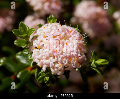 Grappe de petites fleurs rose pâle d'arbustes indigènes australiens Pimelea ferruginea entouré de feuilles vert foncé Banque D'Images