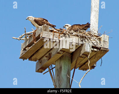 Paire de brahminy cerfs-volants, des aigles de mer, sur son nid de bois et bois en haut de colonne d'alimentation contre le ciel bleu en Australie Banque D'Images