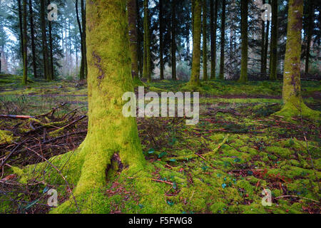 Chemin de traverse une sombre mystérieuse forêt de pins avec une mousse verte couvrant le tronc des arbres. Banque D'Images