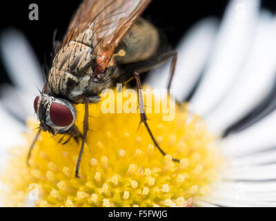 Portrait de la consommation de pollen sur aster fleurs rouge vif en détail oeil compoud Banque D'Images