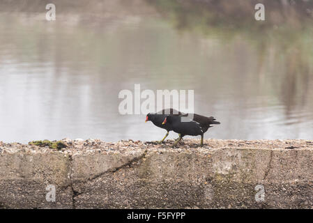 Une paire de poules d'une promenade sur un mur de béton pris sur un jour d'automne brouillard/ misty Banque D'Images