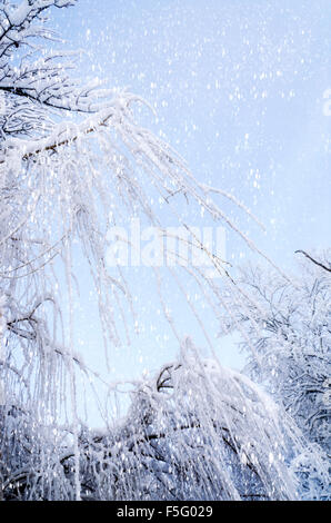 Vue du bas sur la pendaison des branches de saule sur la glace dans la neige. Fond d'hiver. Banque D'Images