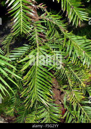Pin Wollemi - Wollemia nobilis ancienne espèce d'arbre du Parc National Wollemi en Nouvelle Galles du Sud, Australie Banque D'Images