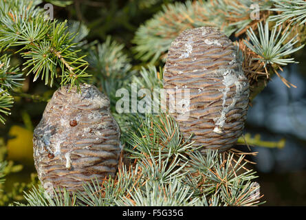 Cônes bleu Cèdre de l'Atlas - Cedrus atlantica var. glauca Banque D'Images