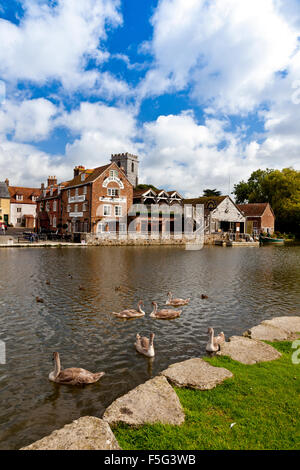 Un groupe de mute swan cygnets sur la rivière Frome à Wareham, Dorset, England, UK Banque D'Images