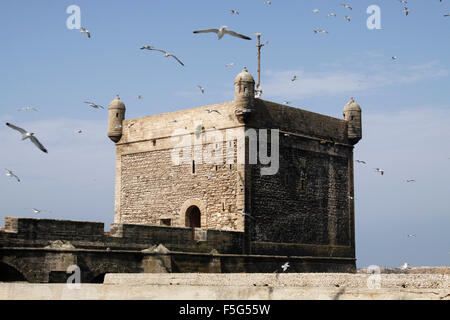 Vol de mouettes autour du fort de la Skala du port à Essaouira, Maroc Banque D'Images