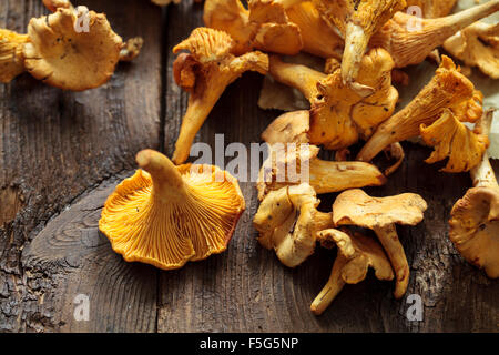 Champignons sauvages girolle Banque D'Images