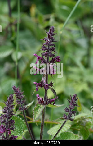 Hedge woundwort de couverture ou de l'ortie, Stachys sylvatica, la floraison, Berkshire, juin Banque D'Images