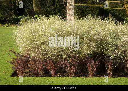 Lit d'ornement avec berberis et Heath en octobre aster blanc Banque D'Images