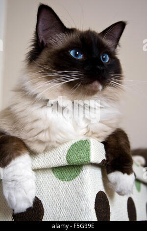 Seal Mitted Ragdoll Cat Banque D'Images