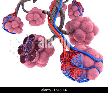 Dans les alvéoles des poumons - saturer le sang par l'oxygène Banque D'Images