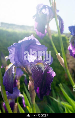 Fleurs de printemps, les iris violets, Vendée, France Banque D'Images