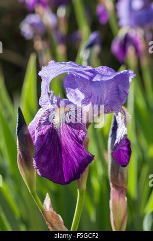 Fleurs de printemps, les iris violets, Vendée, France Banque D'Images