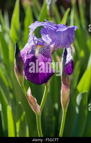 Fleurs de printemps, les iris violets, Vendée, France Banque D'Images