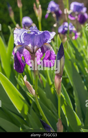 Fleurs de printemps, les iris violets, Vendée, France Banque D'Images