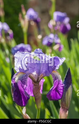 Fleurs de printemps, les iris violets, Vendée, France Banque D'Images