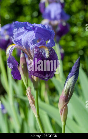 Fleurs de printemps, les iris violets, Vendée, France Banque D'Images