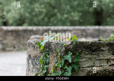 Toscolano-Maderno, Italie, couvert par un mur de lierre Banque D'Images