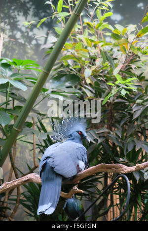 Victoria Pigeon couronné au zoo de Central Park, NYC, USA Banque D'Images