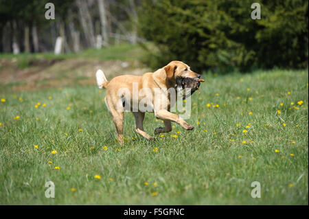 Golden labrador récupération de canard à essais gundog, British Columbia, canada Banque D'Images