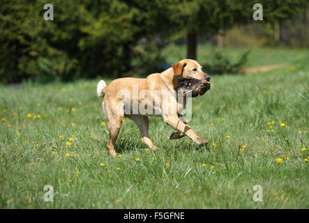 Golden labrador récupération de canard à essais gundog, British Columbia, canada Banque D'Images