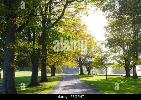 Allée d'automne dans le parc par une journée ensoleillée Banque D'Images