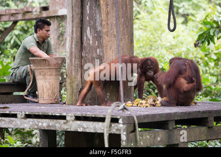 L'orang-outan l'orang-outan au sanctuaire à Sepilok, Bornéo Malaisien dans Banque D'Images