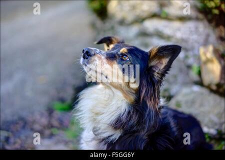 Un rendu nettement Collie Cross chien, assis avec obéissance, en attente de sa prochaine commande contre un arrière-plan flou d'une voie. Banque D'Images