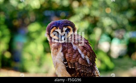 Un portrait d'une flèche horizontale rendue Malaysian Brown Wood Owl contre un arrière-plan flou de feuillage. Banque D'Images