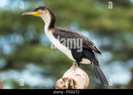 White-breasted cormorant (Phalacrocorax lucidus), lac Baringo, au Kenya Banque D'Images