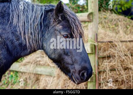 Un portrait horizontal, la tête et les épaules, d'un poney noir brusquement rendu contre l'arrière-plan flou de ses animaux, du foin. Banque D'Images