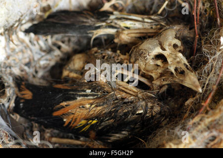 Chardonneret mort poussin dans nid abandonné Banque D'Images