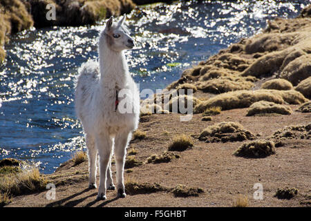 Le lama blanc (lama glama) en face de creek, Altiplano, Bolivie Banque D'Images