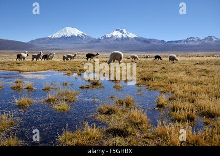 Les volcans couverts de neige pomerape et parinacota, des lamas (lama glama), le parc national de Sajama, frontière entre la Bolivie et le Chili Banque D'Images