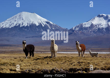 Les volcans couverts de neige pomerape et parinacota, des lamas (lama glama), le parc national de Sajama, frontière entre la Bolivie et le Chili Banque D'Images