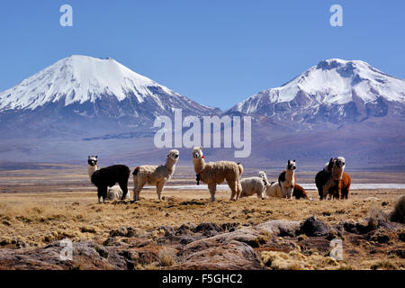 Les volcans couverts de neige pomerape et parinacota, des lamas (lama glama), le parc national de Sajama, frontière entre la Bolivie et le Chili Banque D'Images