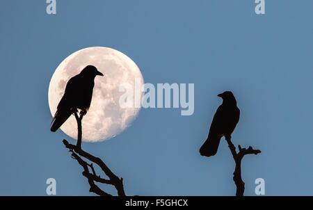 Deux corbeaux freux (corvus frugilegus) assis sur les branches mortes à la pleine lune, silhouettes Banque D'Images