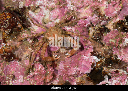 Crabe Lyre arctique sous contrat, crabe, araignée, Geigenkastenseespinne Geigenkasten-Seespinne,, Hyas coarctatus, Hyas serratus Banque D'Images