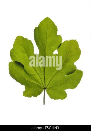 Seul fig leaf isolated on white. Banque D'Images