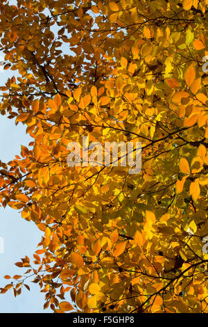 Stewartia pseudocamellia. Camellia à feuilles caduques les feuilles des arbres en automne. UK Banque D'Images